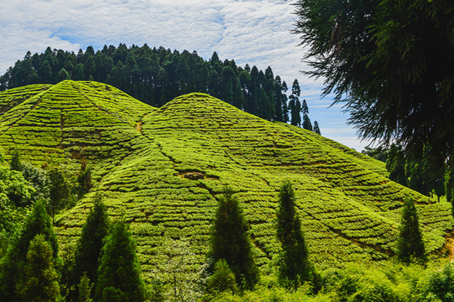 Discover the Splendors of Sikkim and Darjeeling