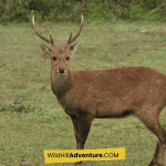 Meghalaya with Kaziranga tour package 2025