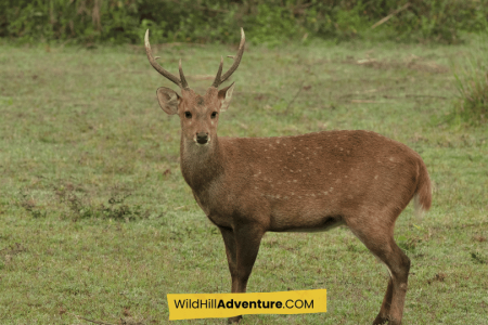 Meghalaya with Kaziranga tour package 2025