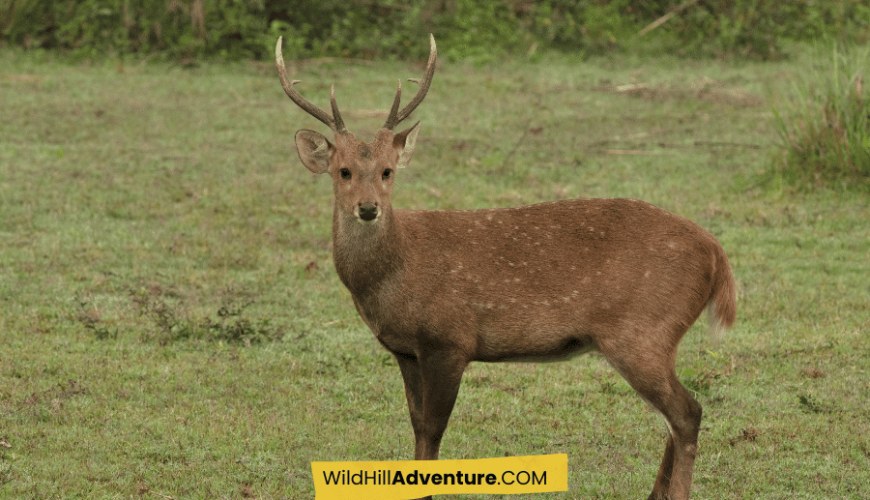 Meghalaya with Kaziranga tour package 2025