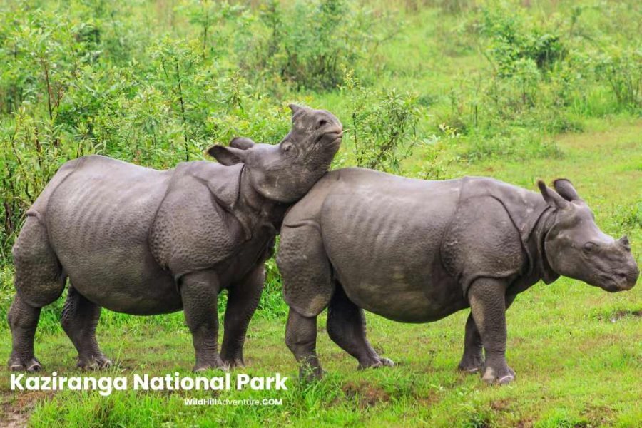 Kaziranga National Park