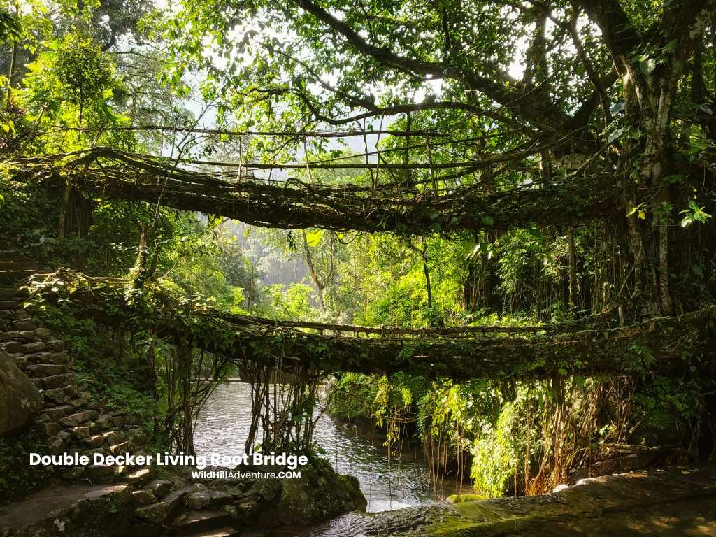 Wild Hill Adventure double decker living root bridge