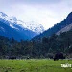 tawang in May