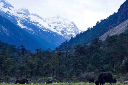 tawang in May