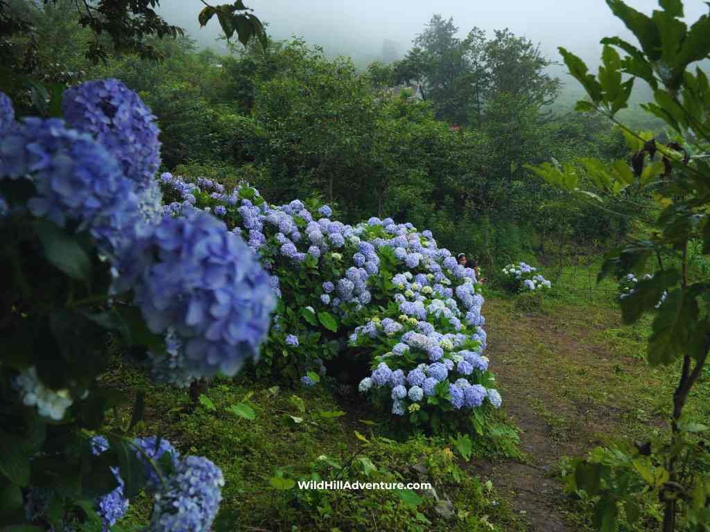 Wild Hill Adventure Hydrangea Flower Garden, Kigwema