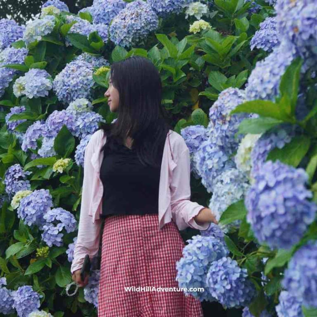 Hydrangea Flower Garden in Kigwema Nagaland