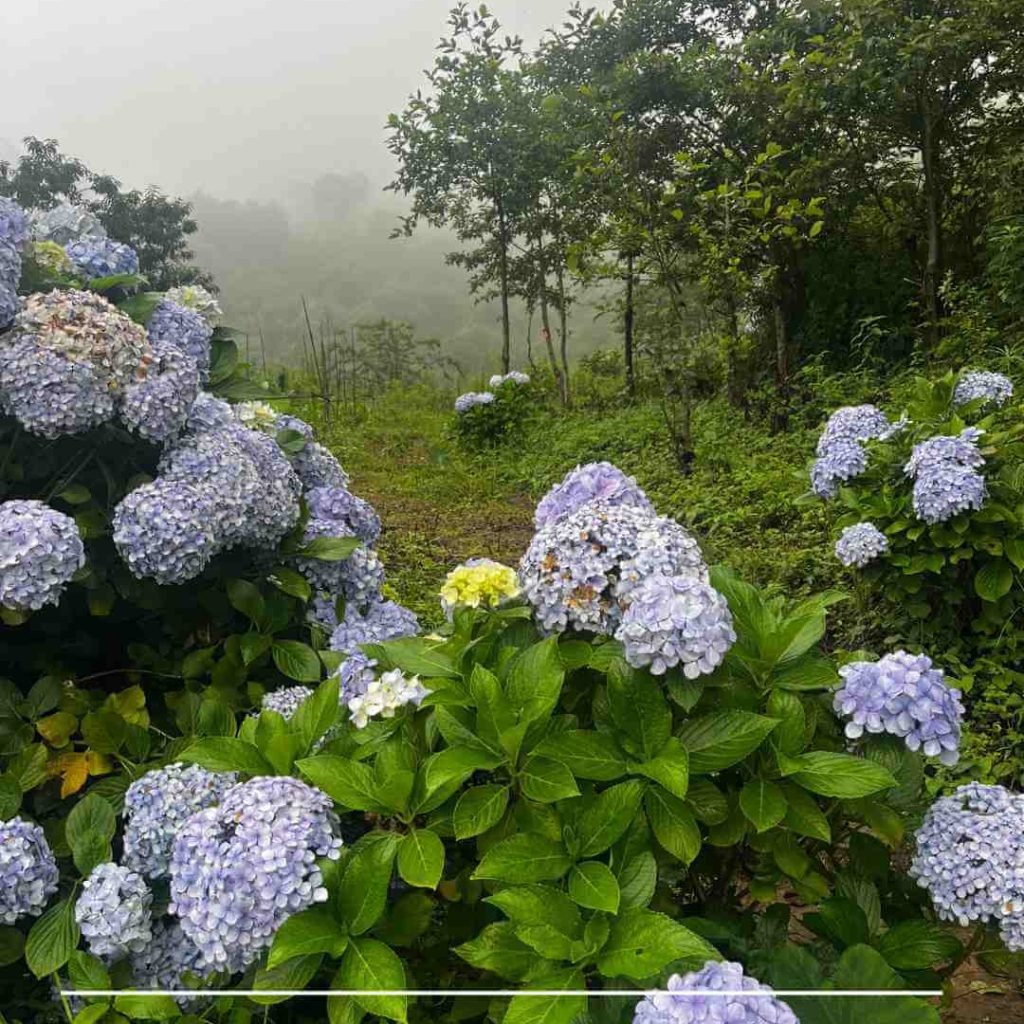 Hydrangea Flower Garden in Kigwema