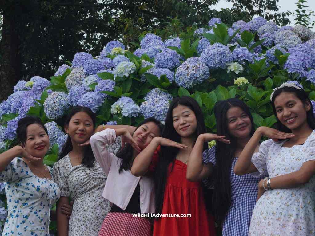 Wild Hill Adventure Hydrangea Flower Garden in Kigwema Nagaland