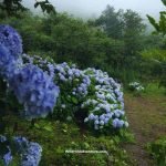 Hydrangea Flower Garden in Kigwema Nagaland