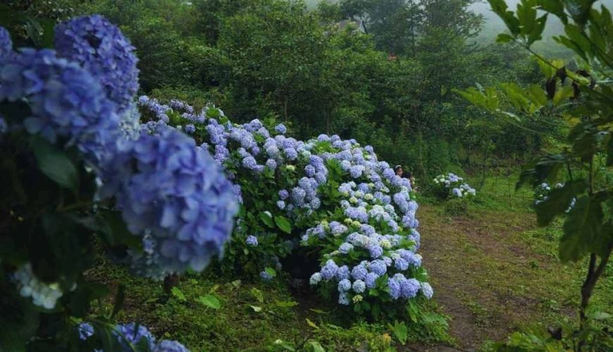 Hydrangea Flower Garden in Kigwema Nagaland