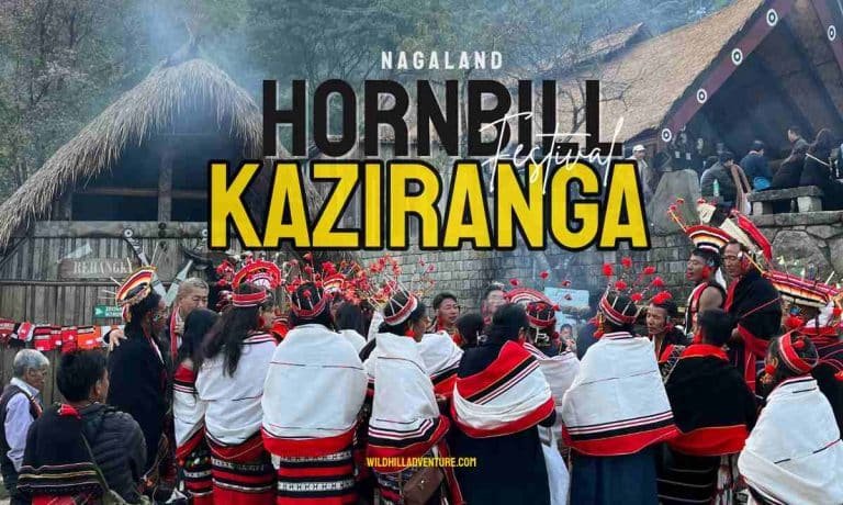 Kaziranga and Hornbill Festival Tour Package