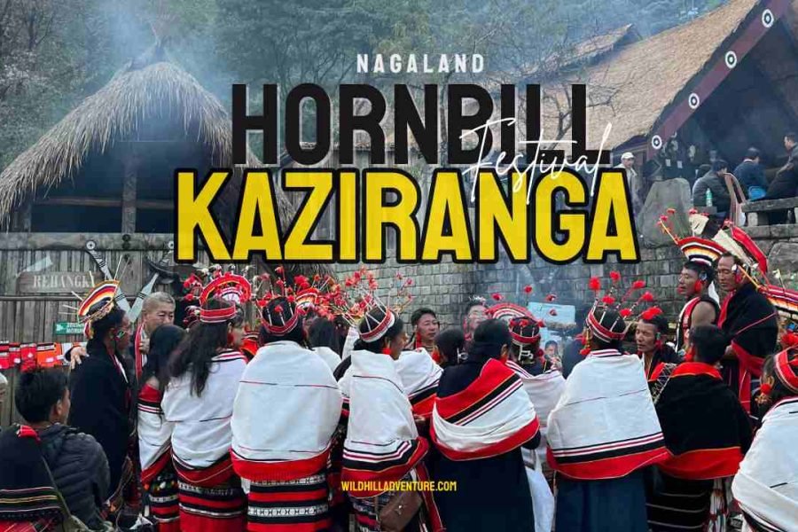 Kaziranga and Hornbill Festival Tour Package