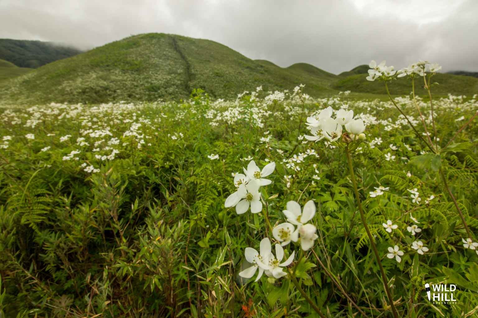 Wild Hill Adventure dzuko valley