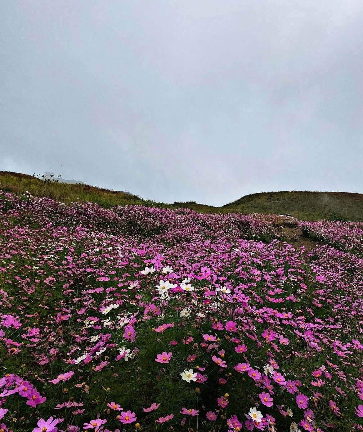 Wild Hill Adventure kapamodzu cosmos flowers
